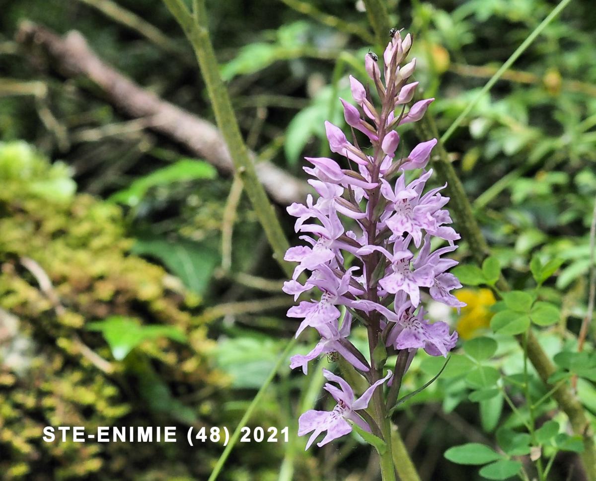 Orchid, Common Spotted plant